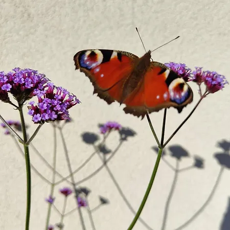 The Burren, Cozy Cottage, County Clare * Carran (Clare)