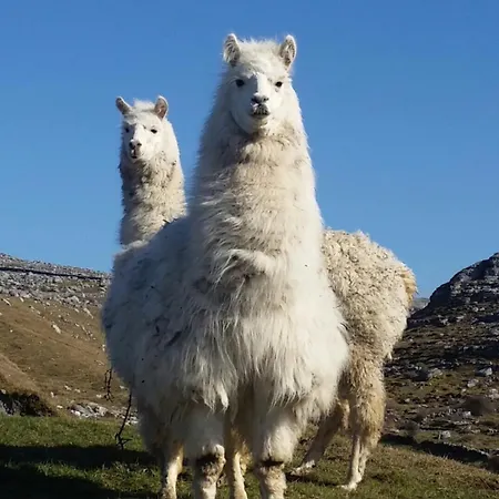 The Burren, Cozy Cottage, County Clare Apartment Carran (Clare)