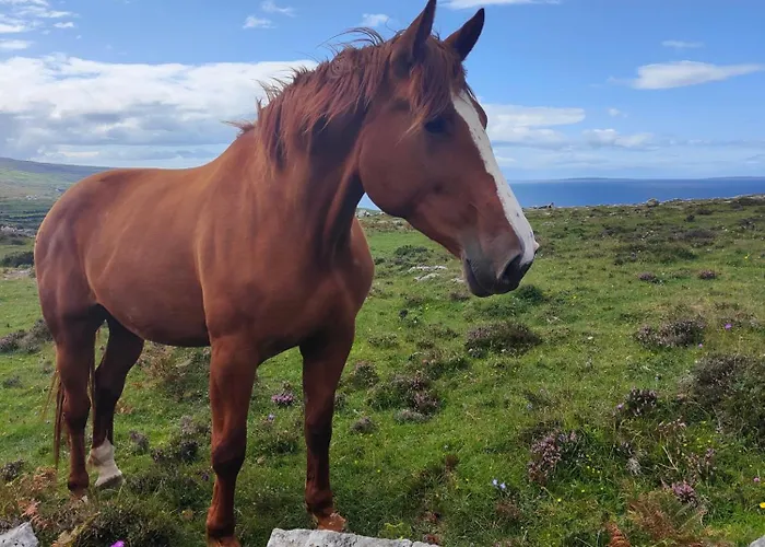 Апартаменты The Burren, Cozy Cottage, County Clare *