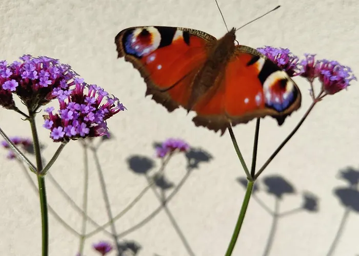 The Burren, Cozy Cottage, County Clare * Carran (Clare)