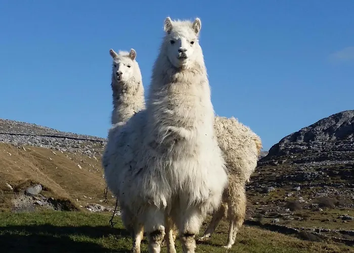 The Burren, Cozy Cottage, County Clare Апартаменты Carran (Clare)