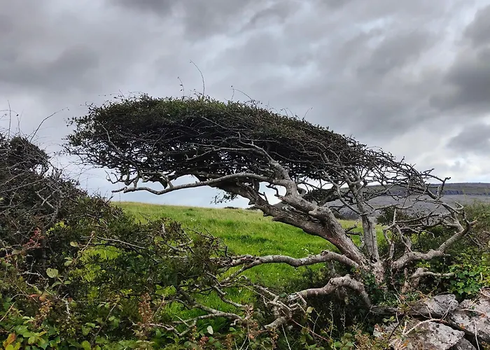Апартаменты The Burren, Cozy Cottage, County Clare